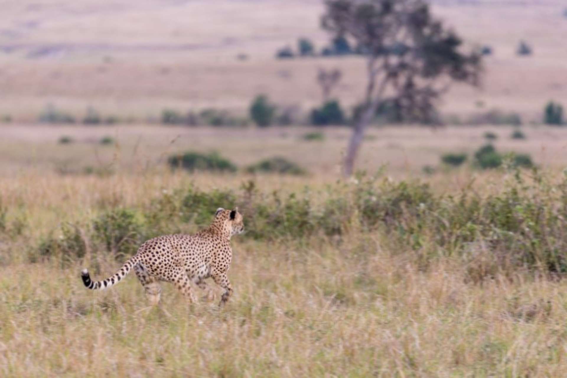 Ecolodge Sabi Sands